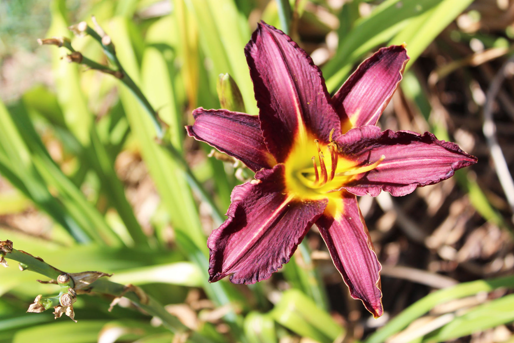 The Daylily Man: Returned Claremore native shares a lifetime of memories in thousands of blooms